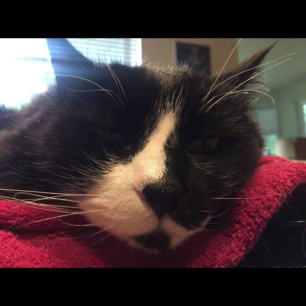 Meet your Posher, Matt and Joe Kitty!